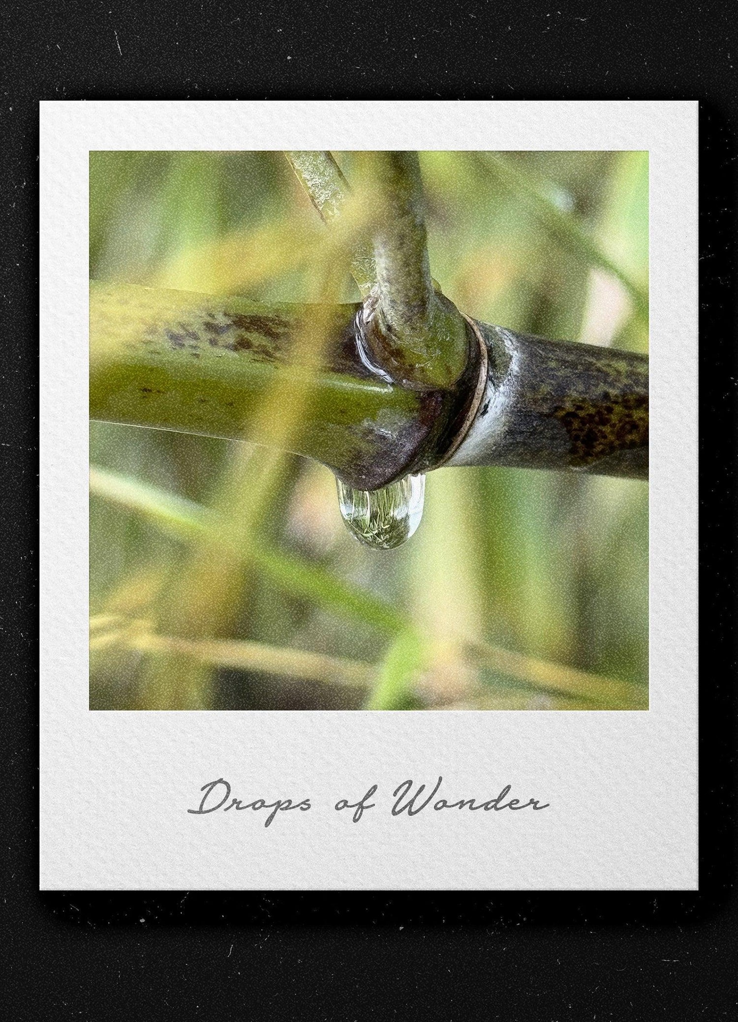 Pictures of Drops of Wonder - Superbpictures