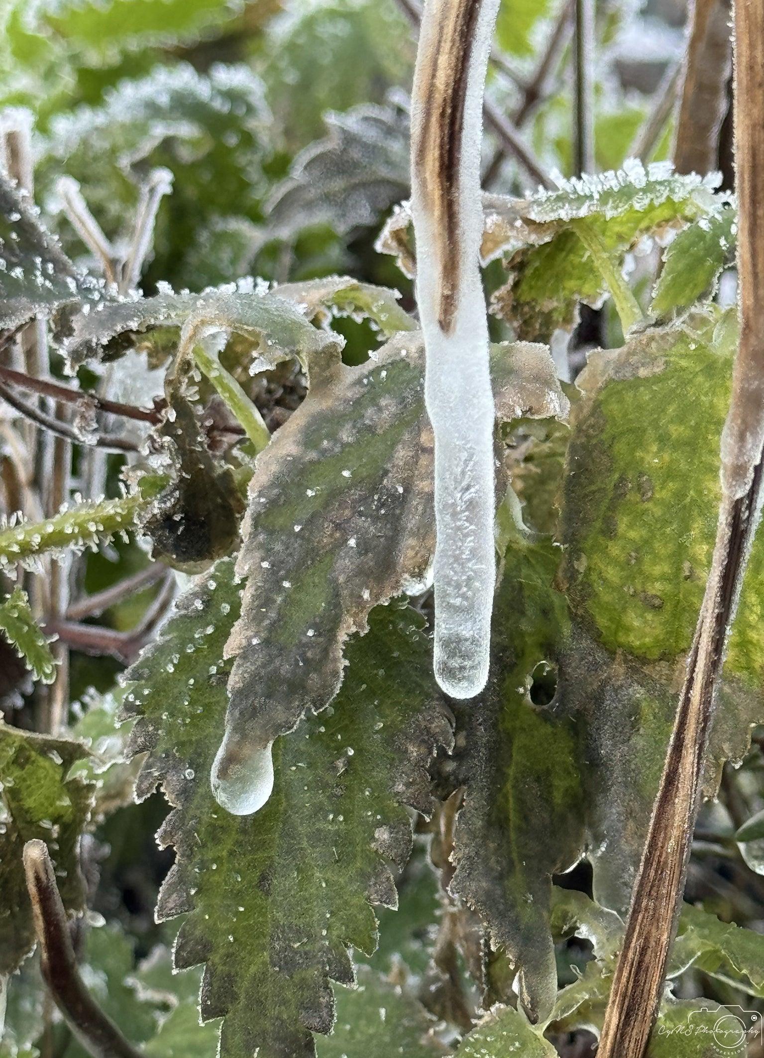 Frozen water drop_V015 - Superbpictures