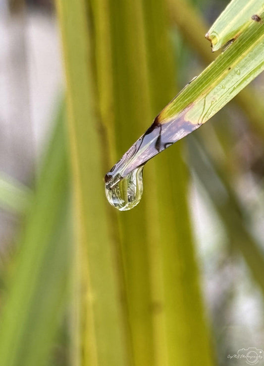 Beautiful water drop_V000 - Superbpictures