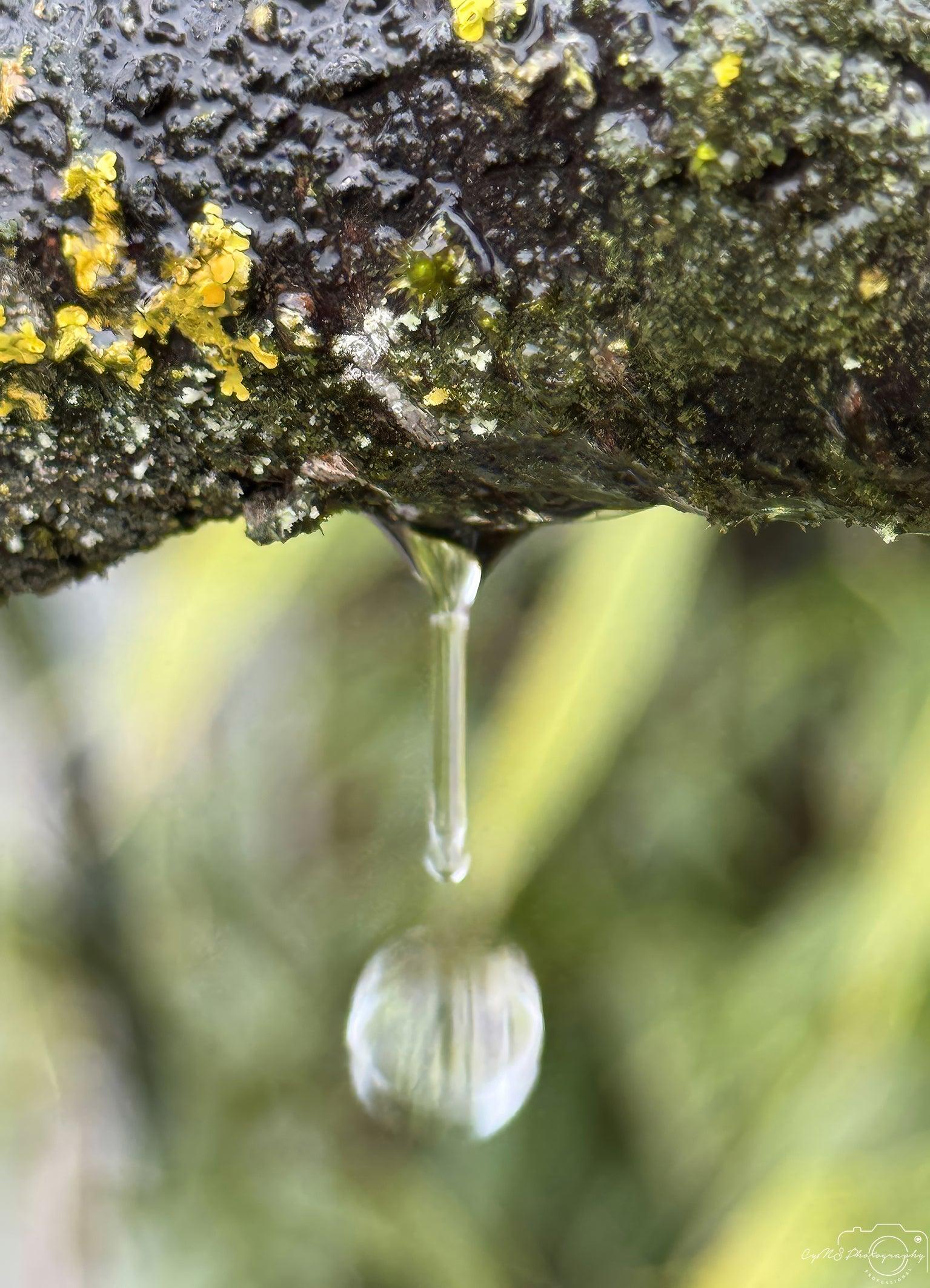 Beautiful water drop_V115 - Superbpictures