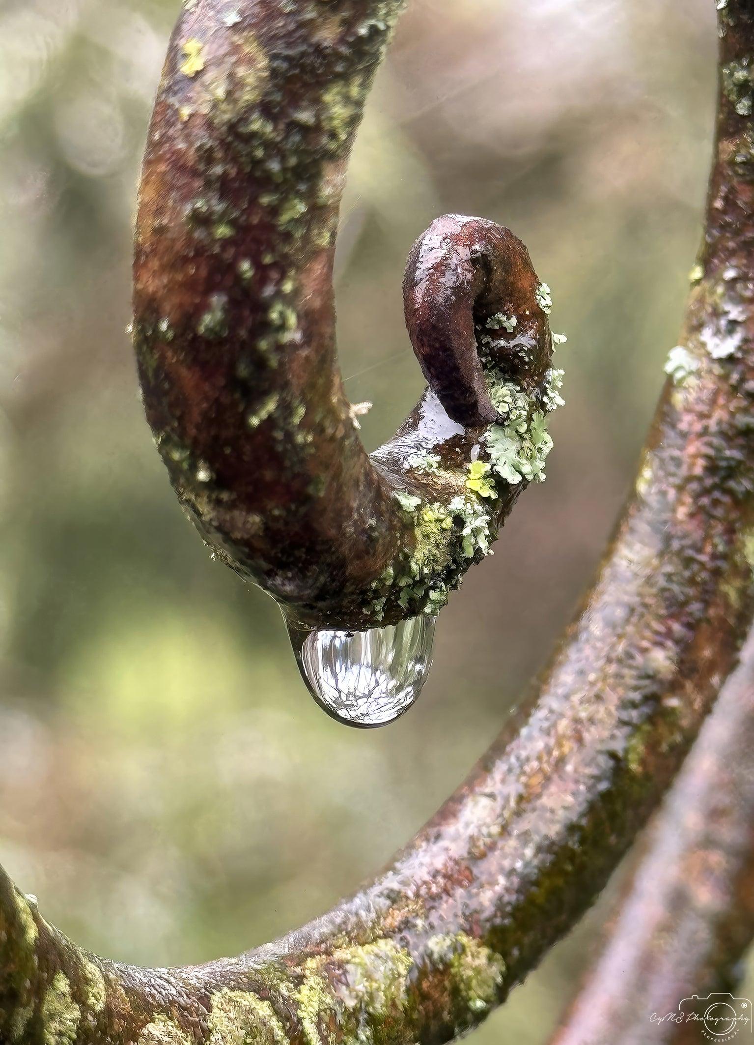 Beautiful water drop_V117 - Superbpictures