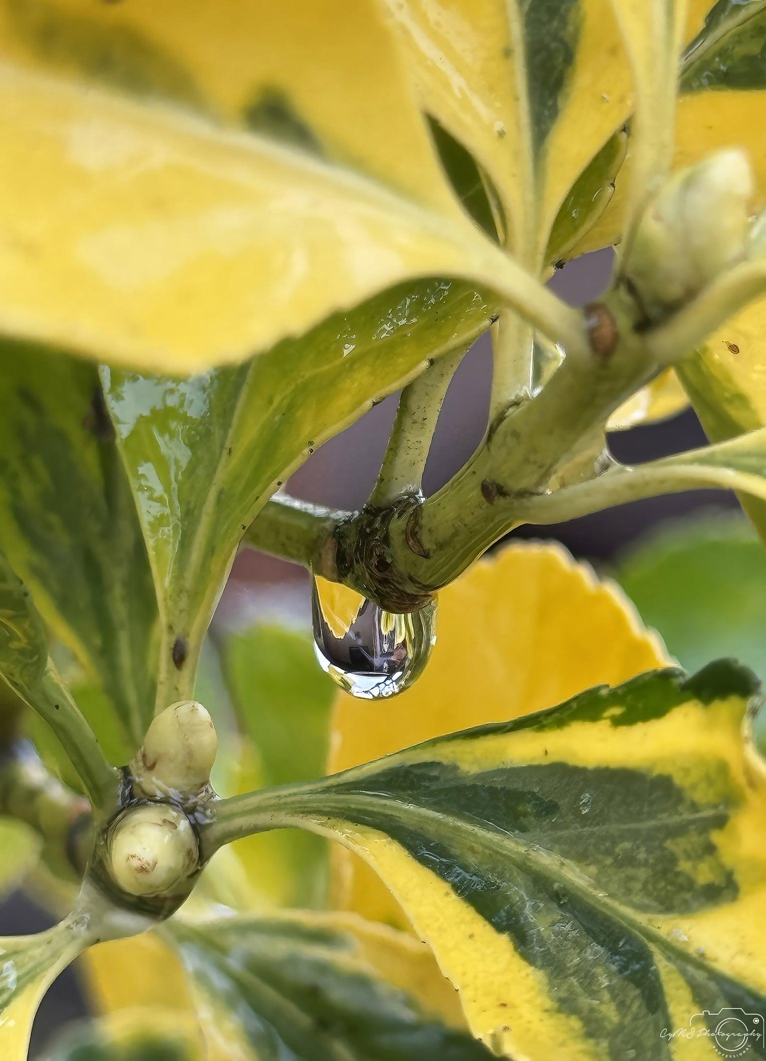 Beautiful water drop_V120 - Superbpictures