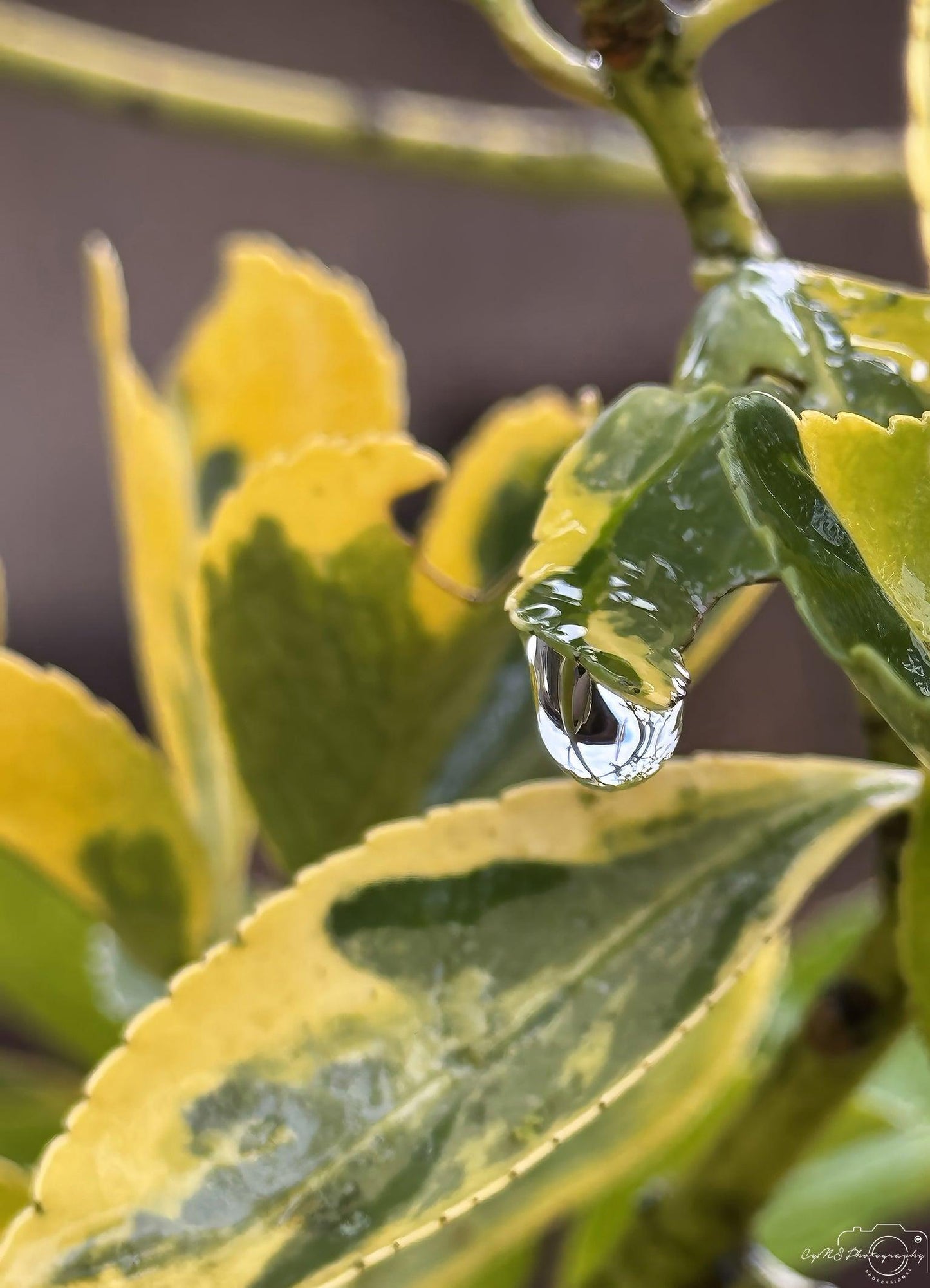 Beautiful water drop_V121 - Superbpictures