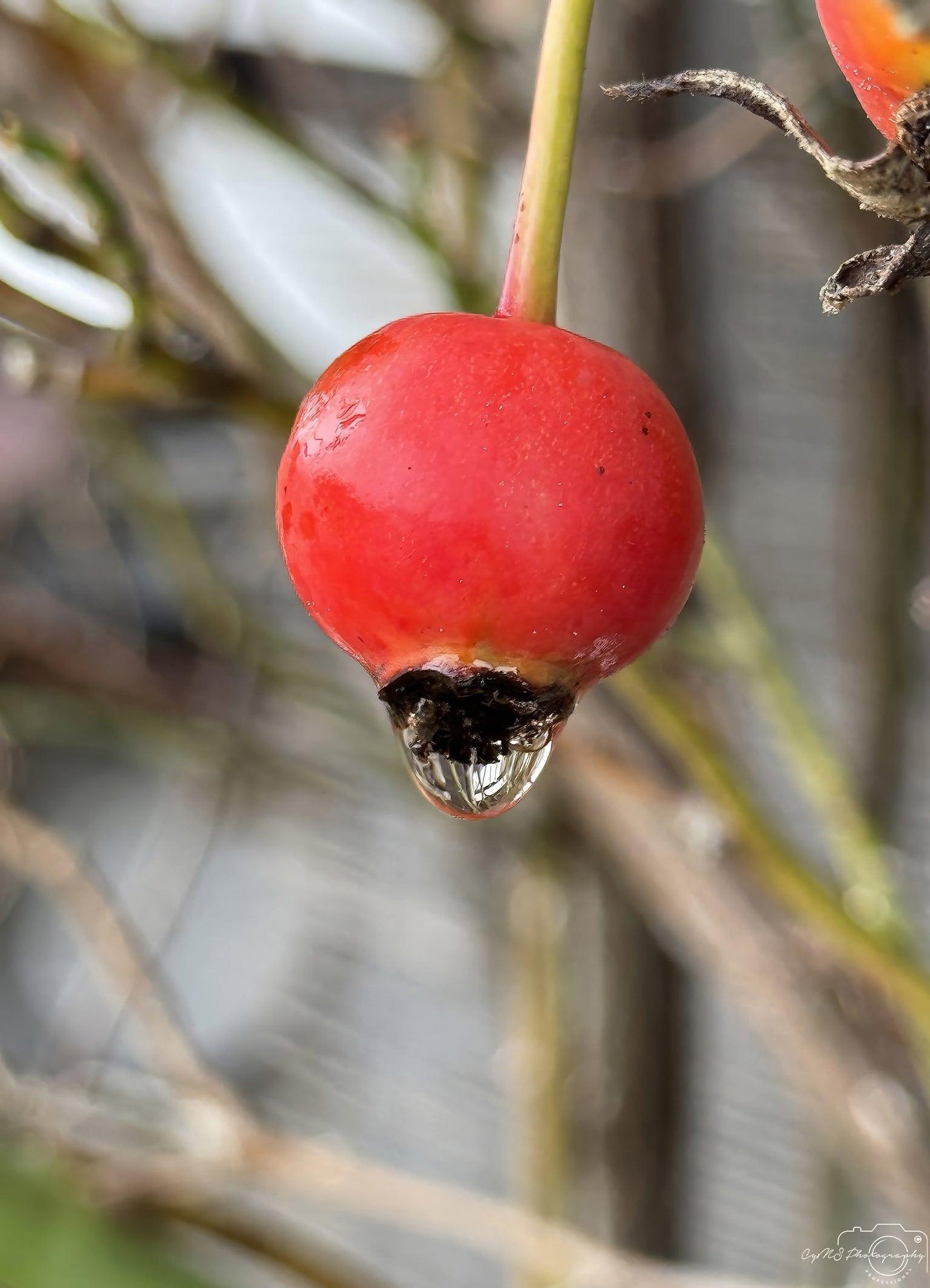 Beautiful water drop_V124 - Superbpictures