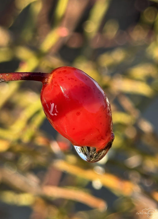 Beautiful water drop_V125 - Superbpictures