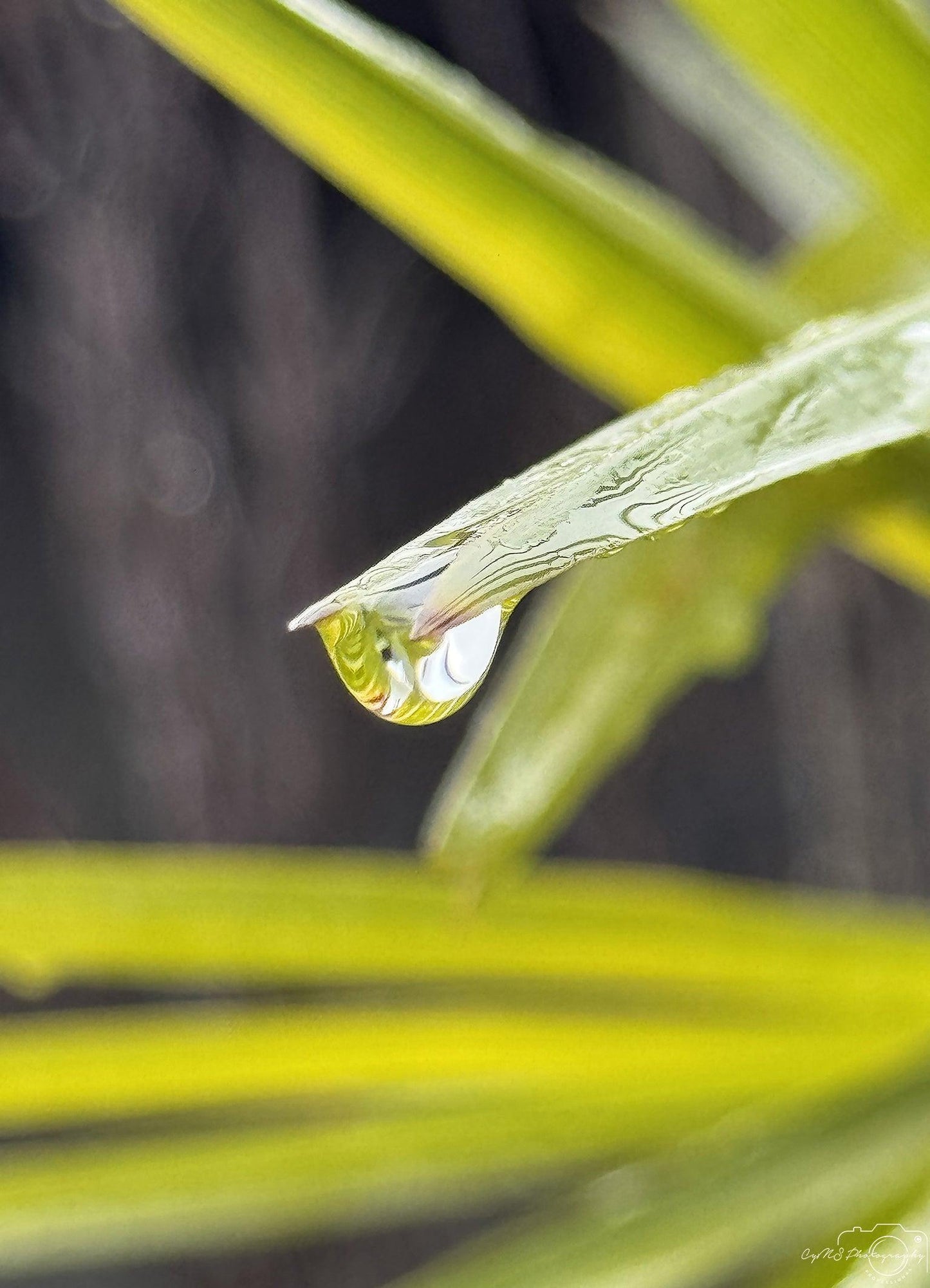 Beautiful water drop_V130 - Superbpictures