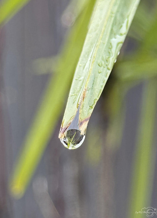 Beautiful water drop_V131 - Superbpictures