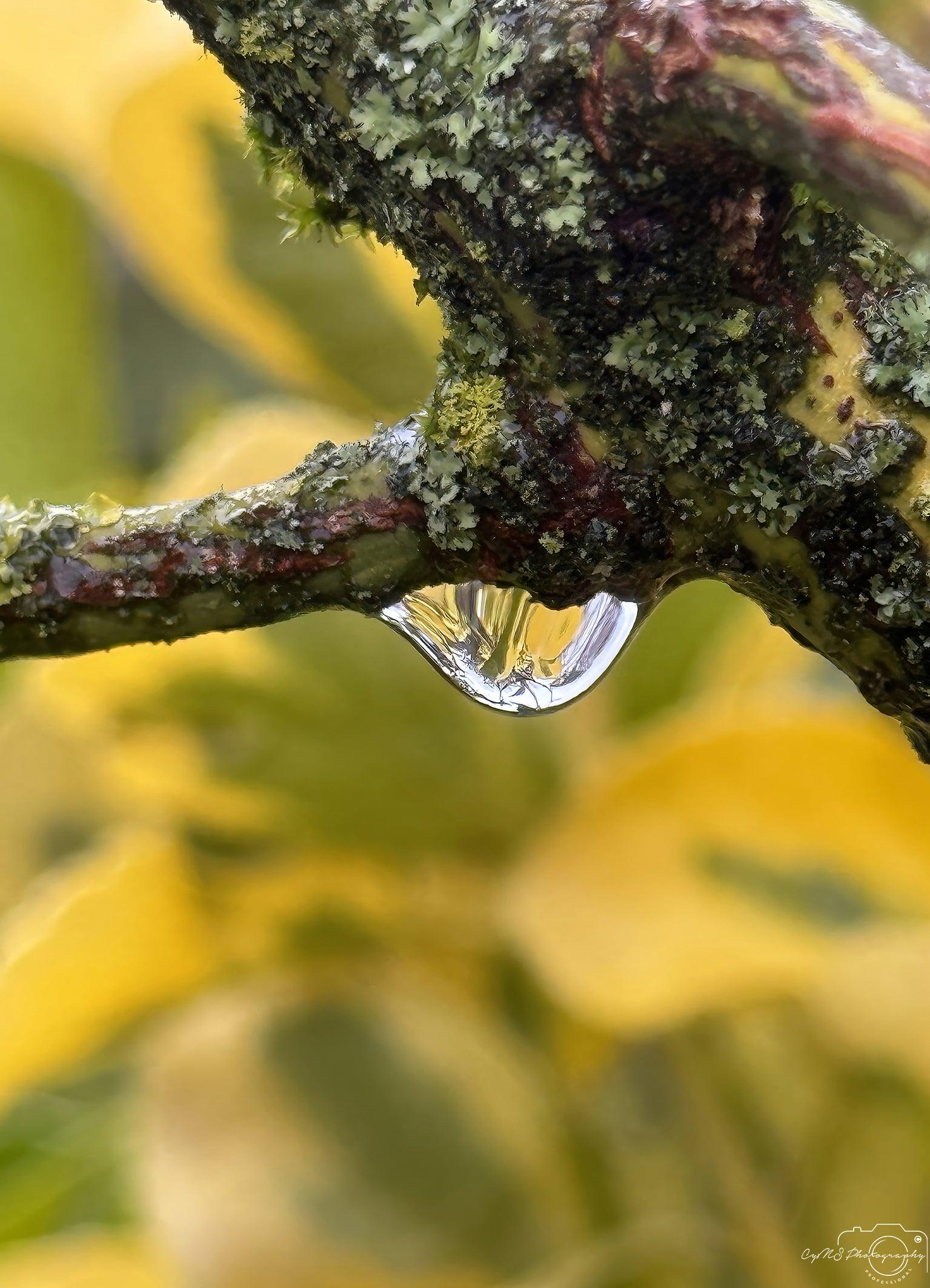 Beautiful water drop_V139 - Superbpictures