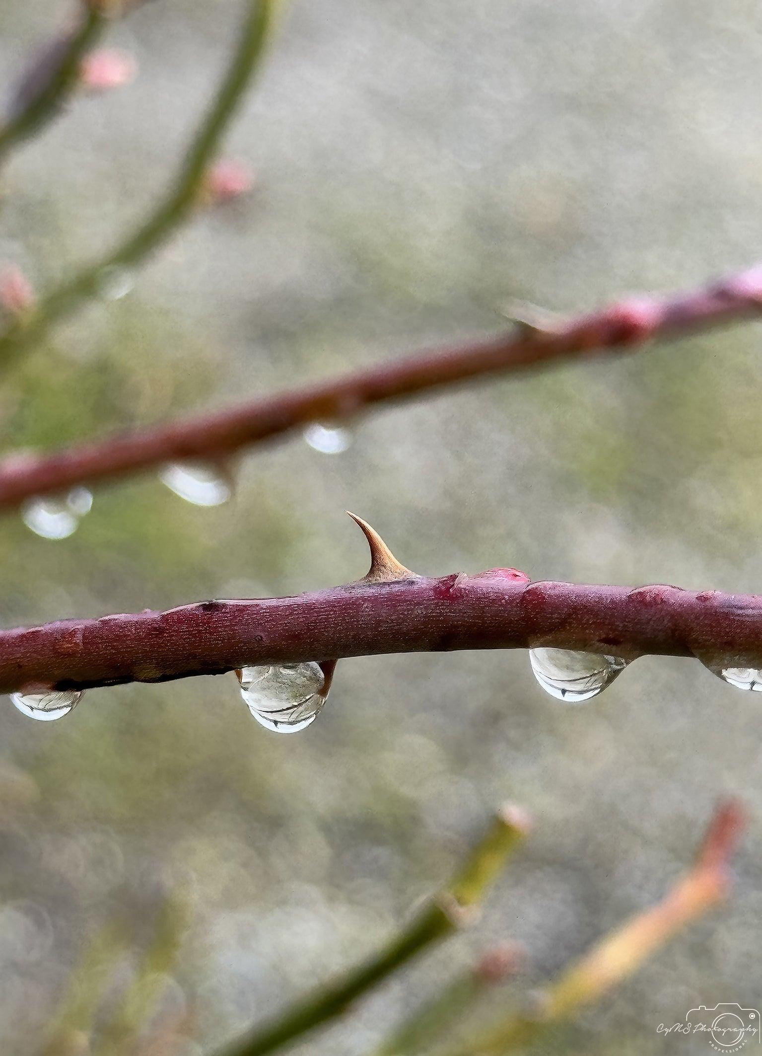 Beautiful water drop_V140 - Superbpictures