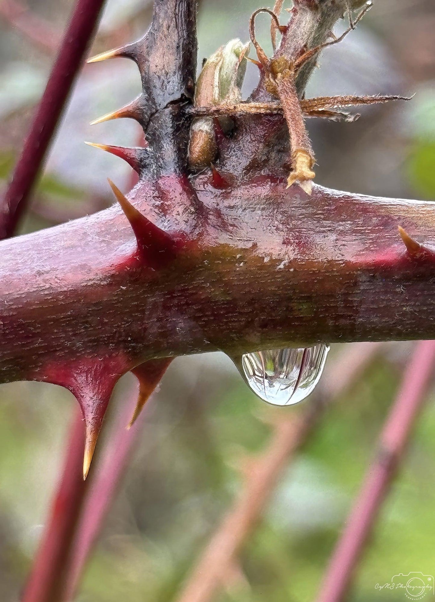 Beautiful water drop_V143 - Superbpictures