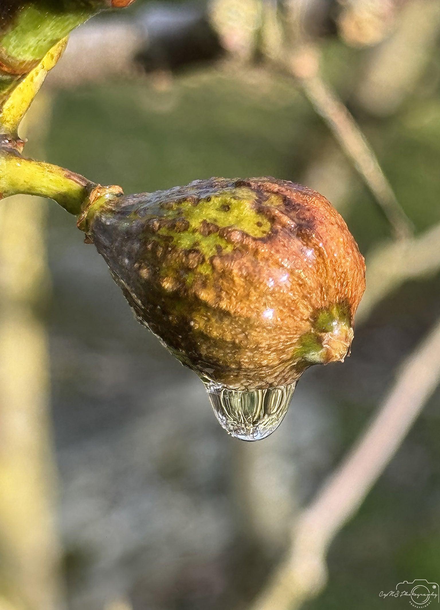 Beautiful water drop_V144 - Superbpictures