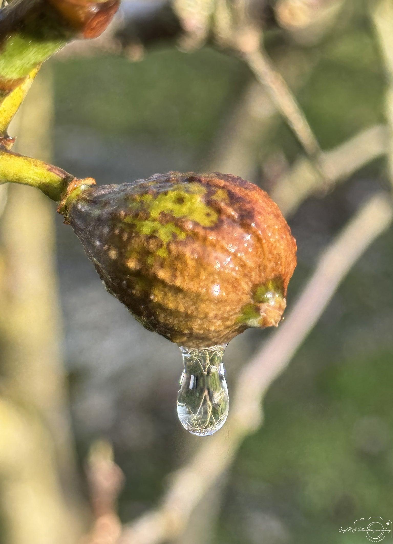 Beautiful water drop_V146 - Superbpictures