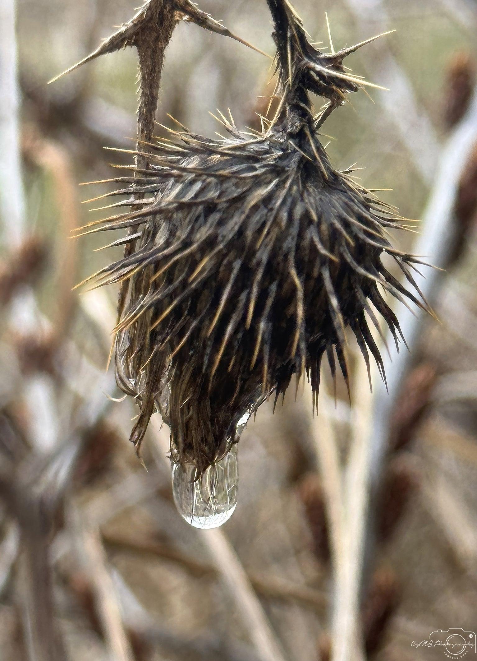 Beautiful water drop_V150 - Superbpictures