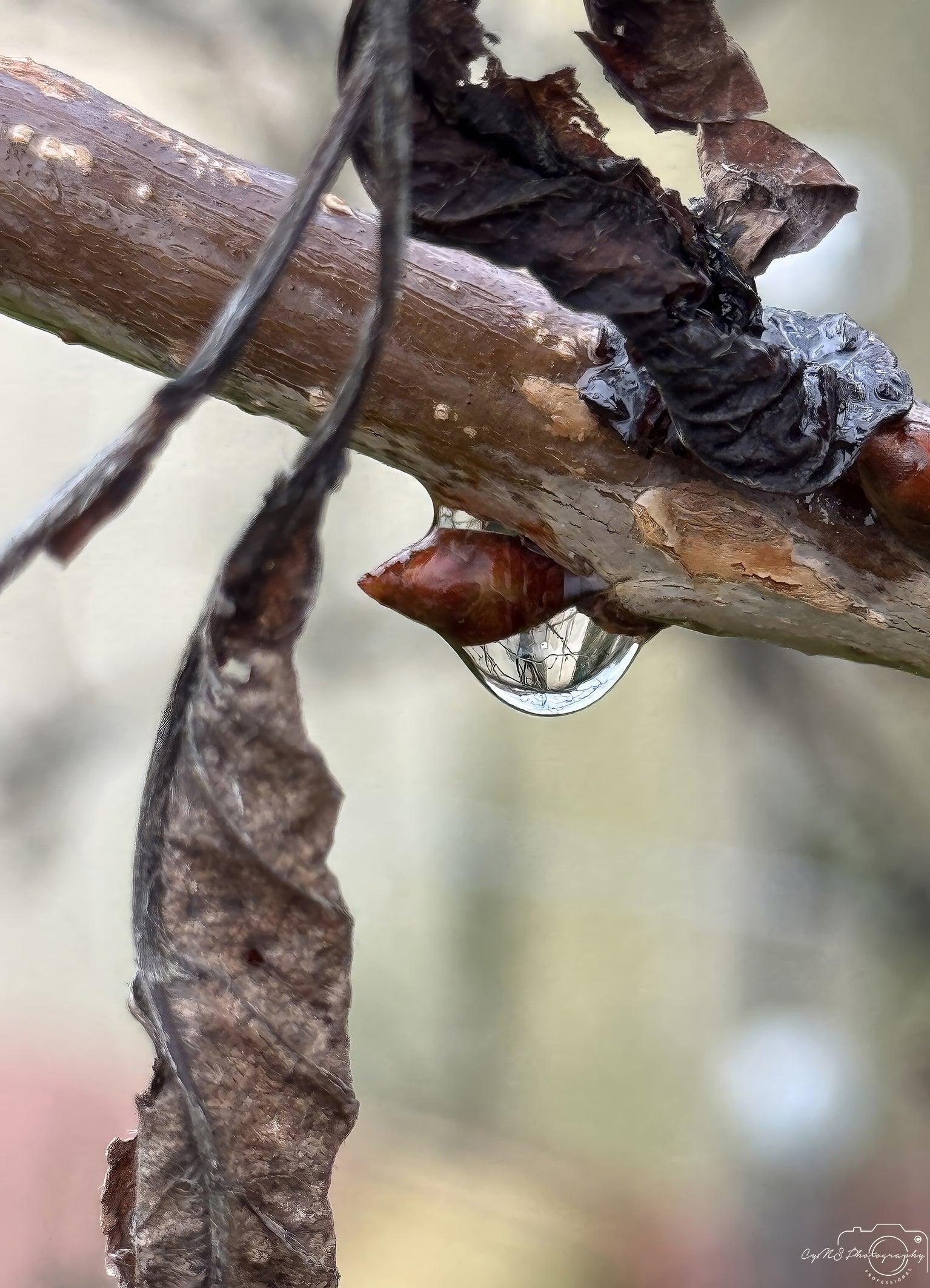 Beautiful water drop_V154 - Superbpictures