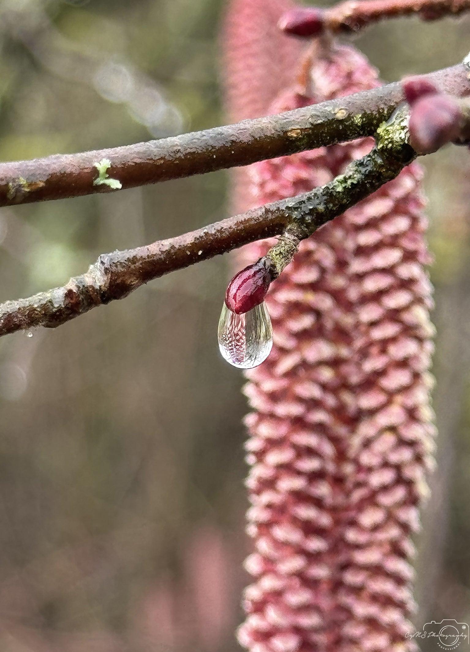 Beautiful water drop_V159 - Superbpictures