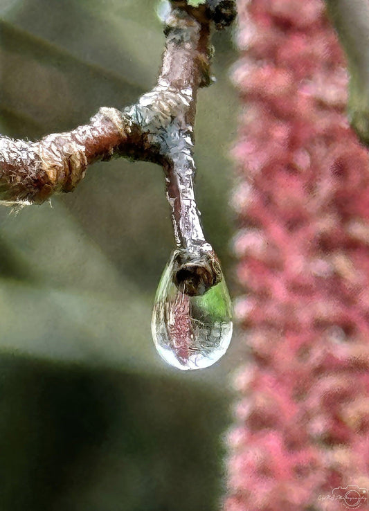 Beautiful water drop_V162 - Superbpictures