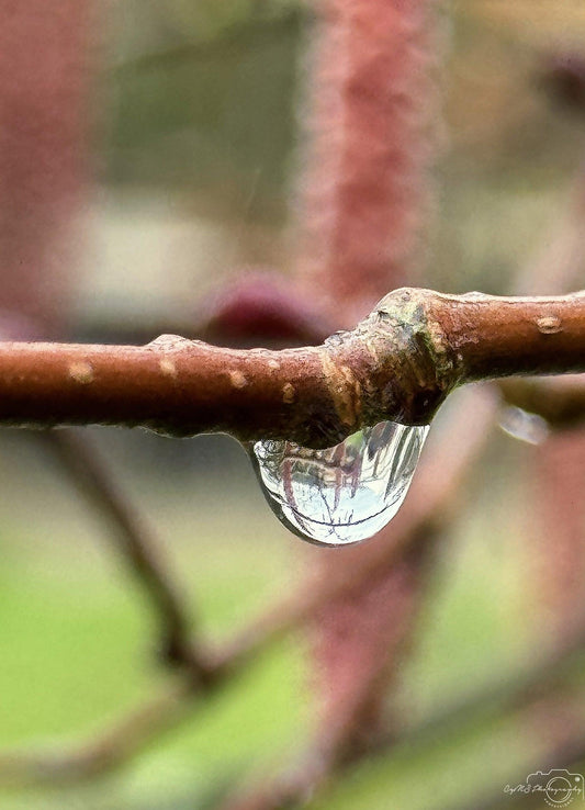 Beautiful water drop_V163 - Superbpictures