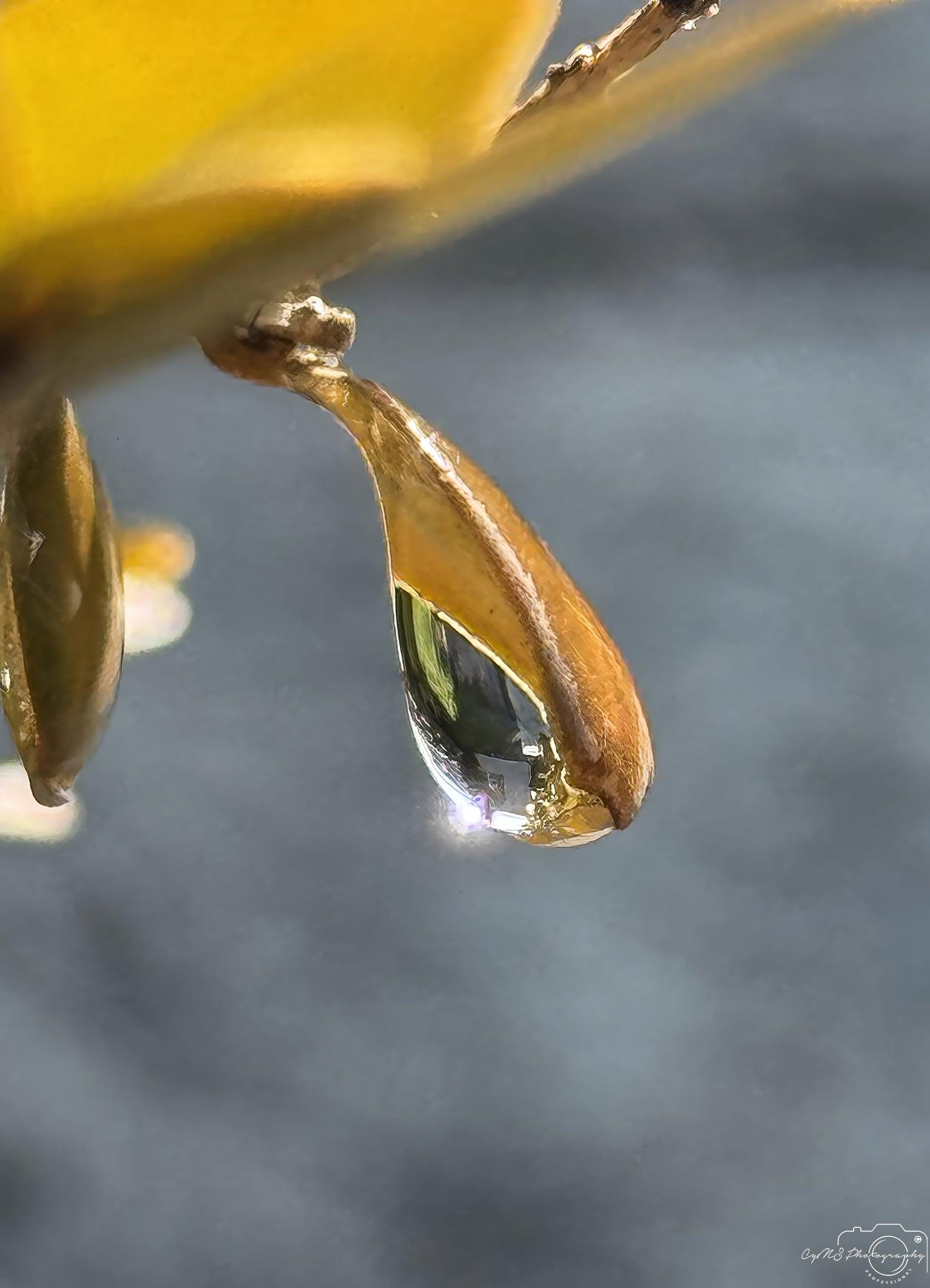 Beautiful water drop_V168 - Superbpictures