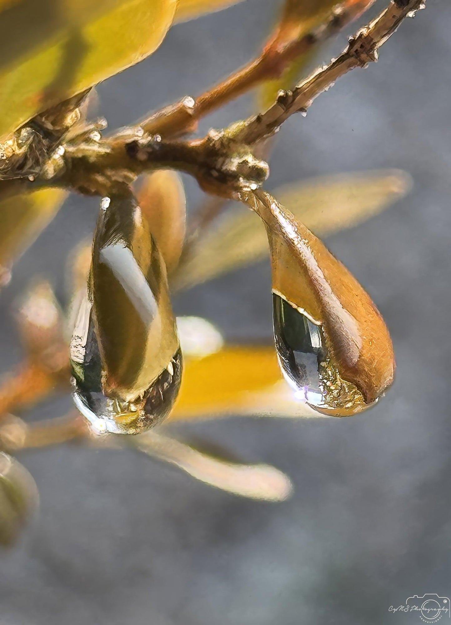 Beautiful water drop_V169 - Superbpictures