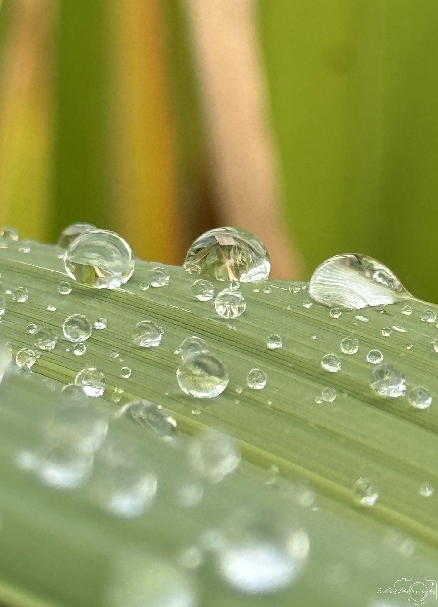 Beautiful water drop_V016 - Superbpictures