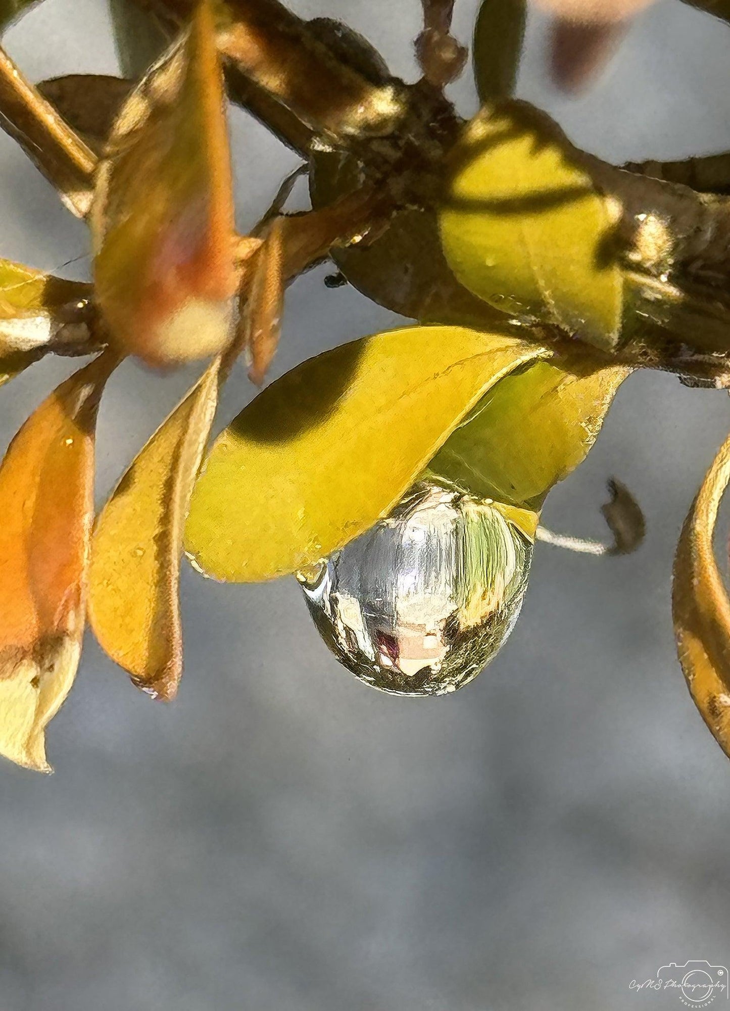 Beautiful water drop_V171 - Superbpictures