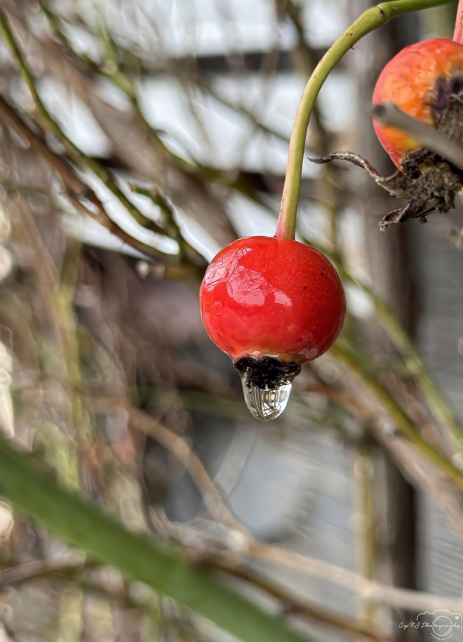 Beautiful water drop_V173 - Superbpictures