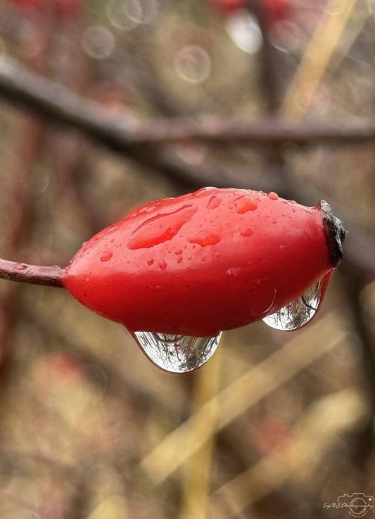 Beautiful water drop_V174 - Superbpictures