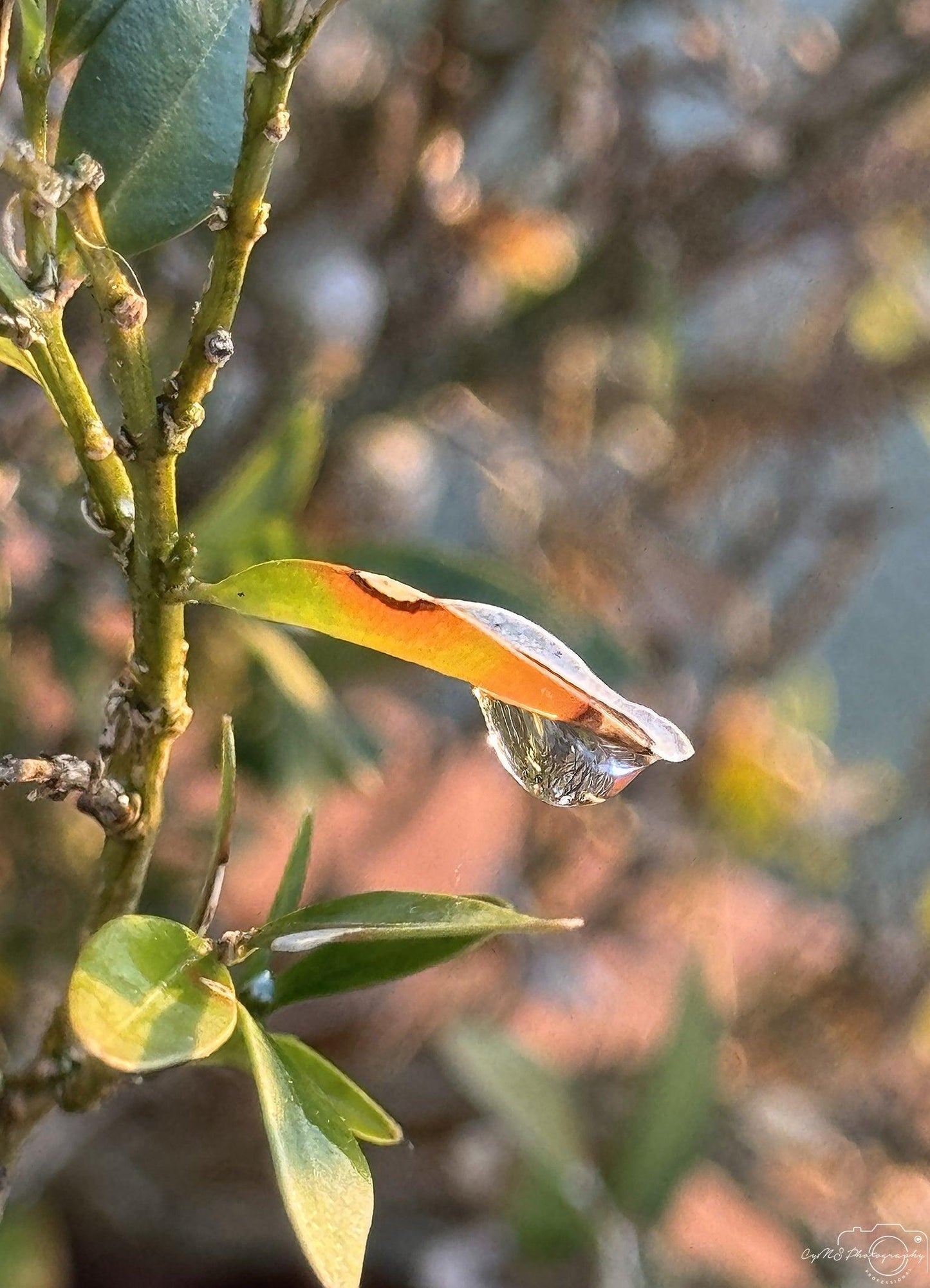 Beautiful water drop_V179 - Superbpictures