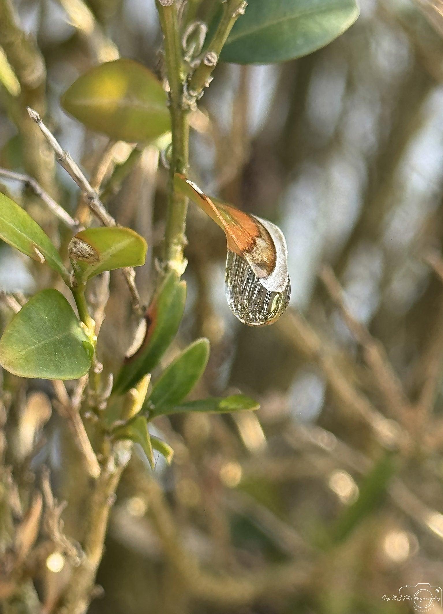 Beautiful water drop_V180 - Superbpictures