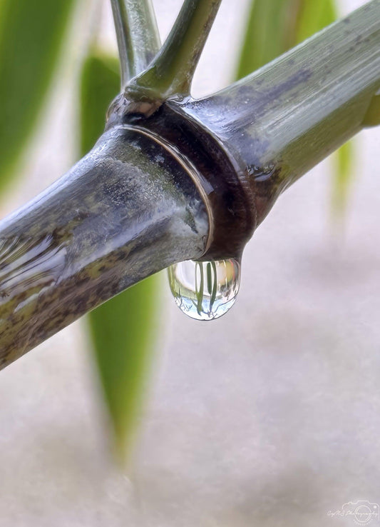 Beautiful water drop_V185 - Superbpictures