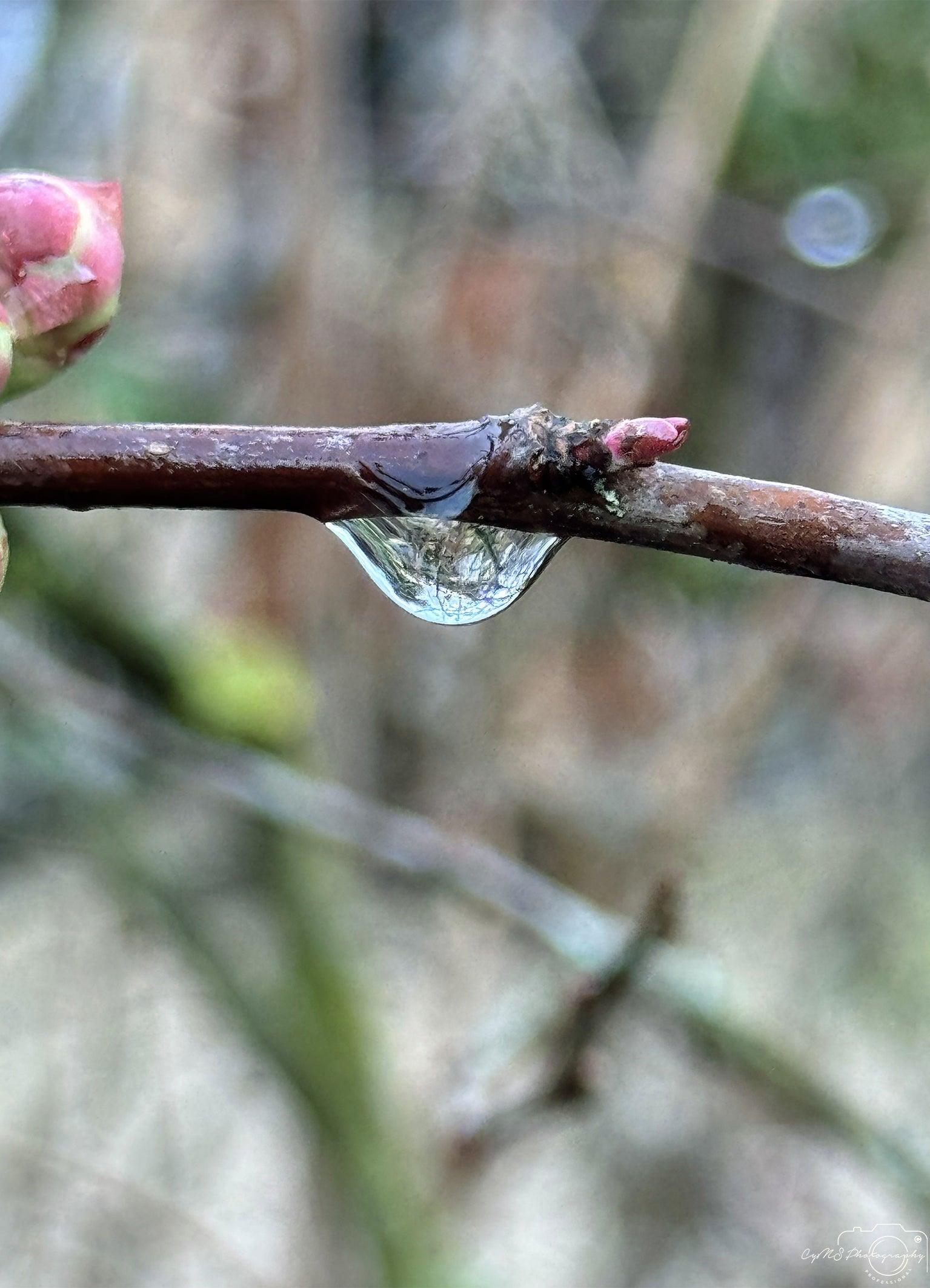 Beautiful water drop_V186 - Superbpictures