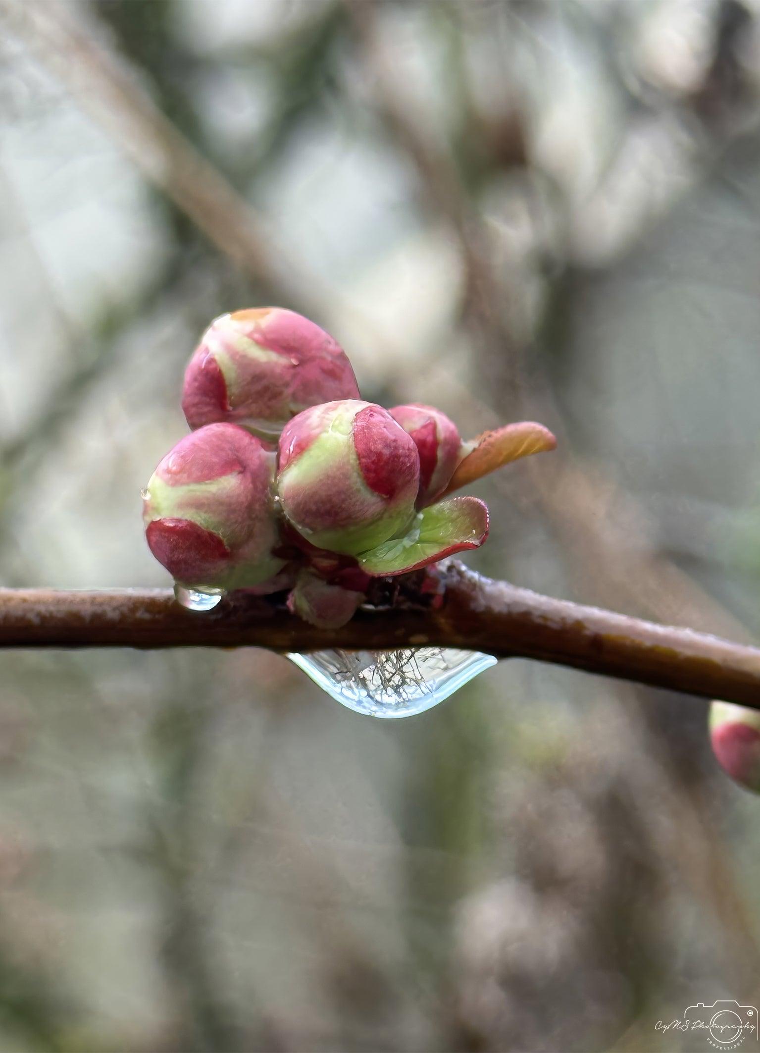 Beautiful water drop_V187 - Superbpictures