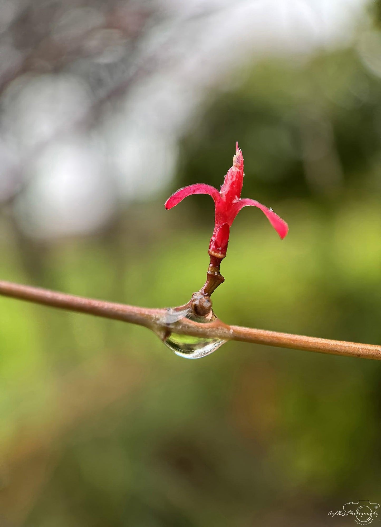 Beautiful water drop_V194