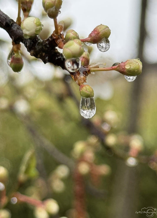 Beautiful water drop_V196