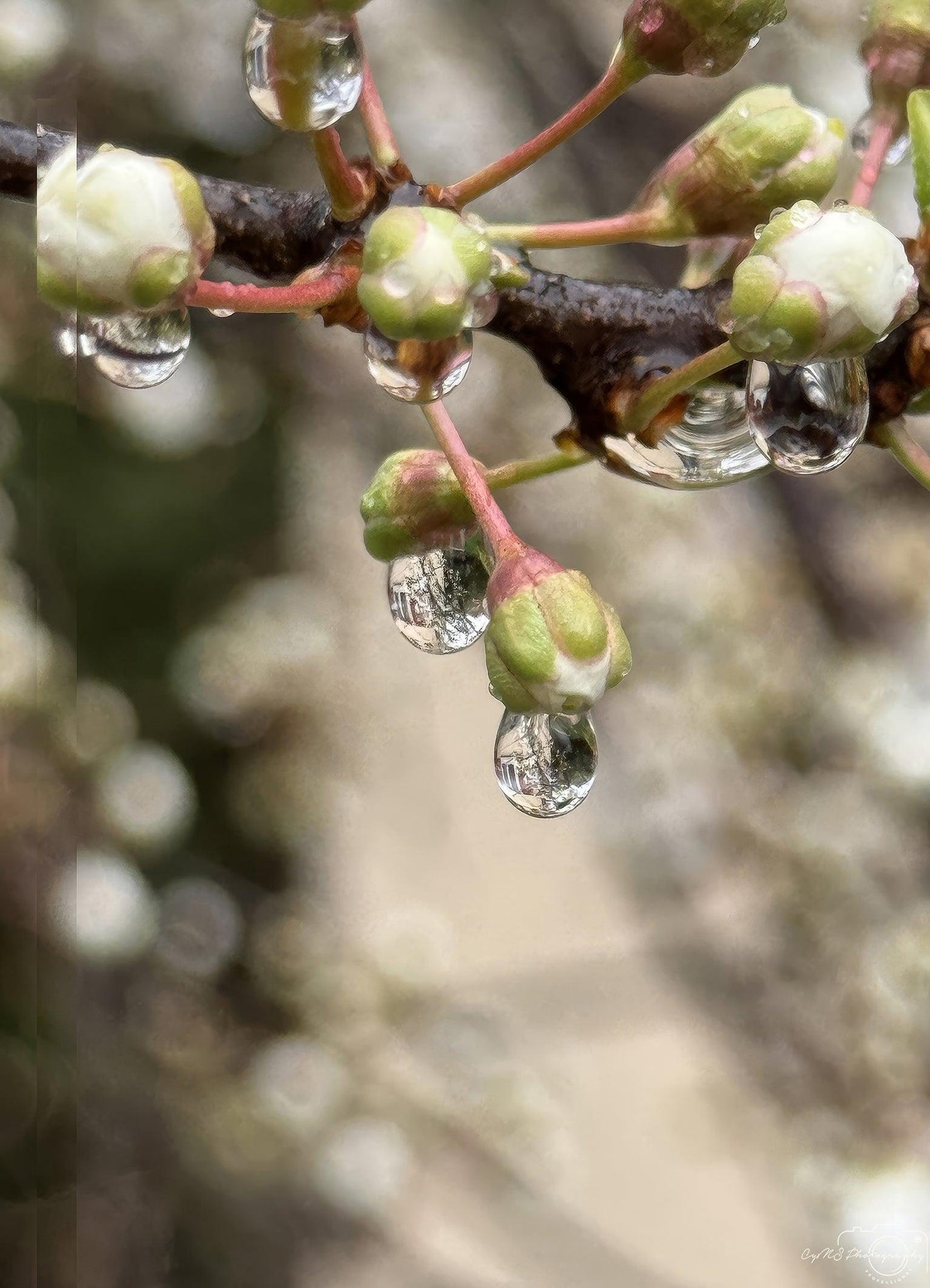 Belle goutte d'eau_V197