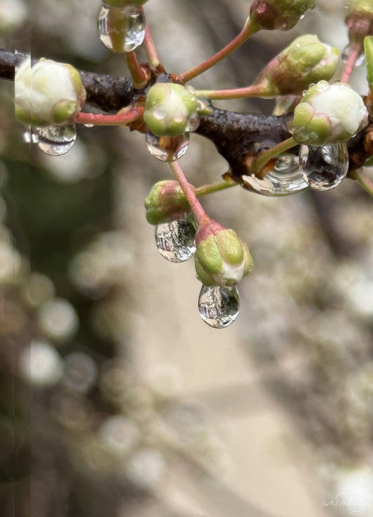 Beautiful water drop_V197