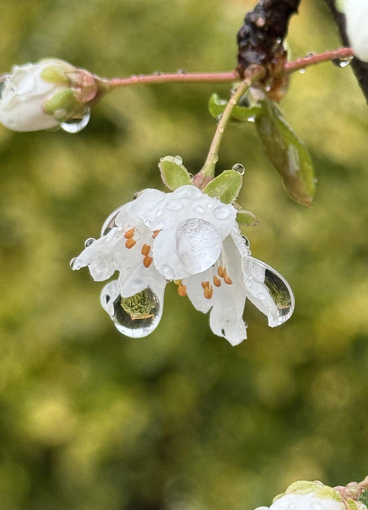 Beautiful water drop_V198