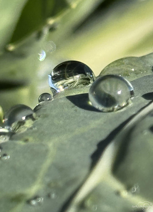 Beautiful water drop_V019 - Superbpictures