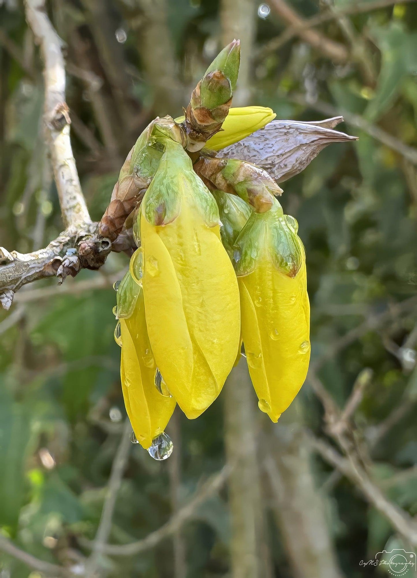 Belle goutte d'eau_V202