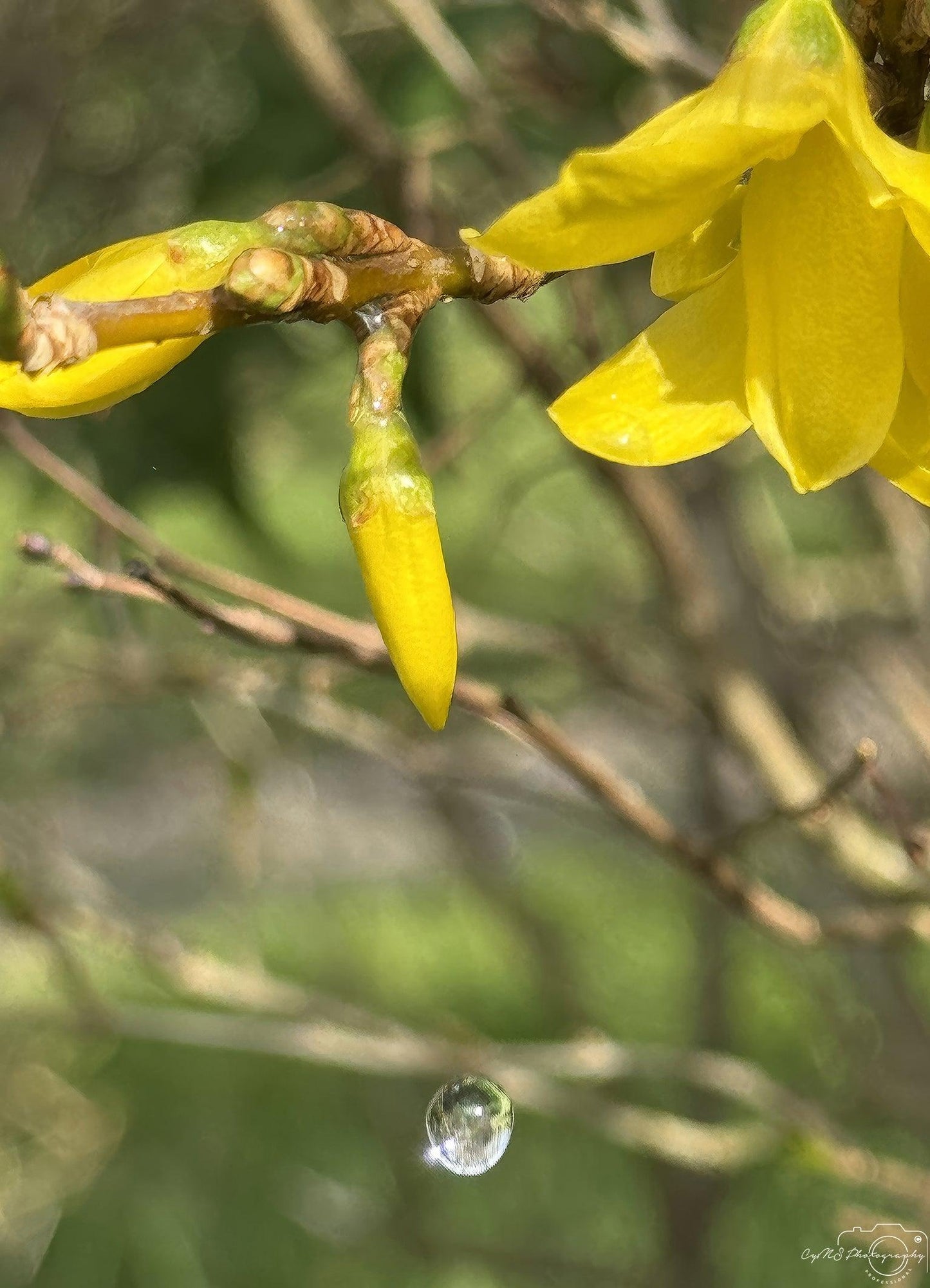 Belle goutte d'eau_V203