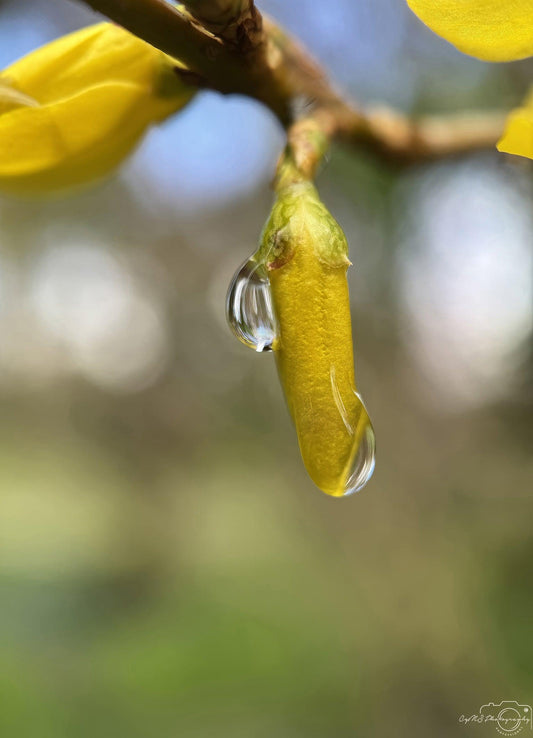 Belle goutte d'eau_V204