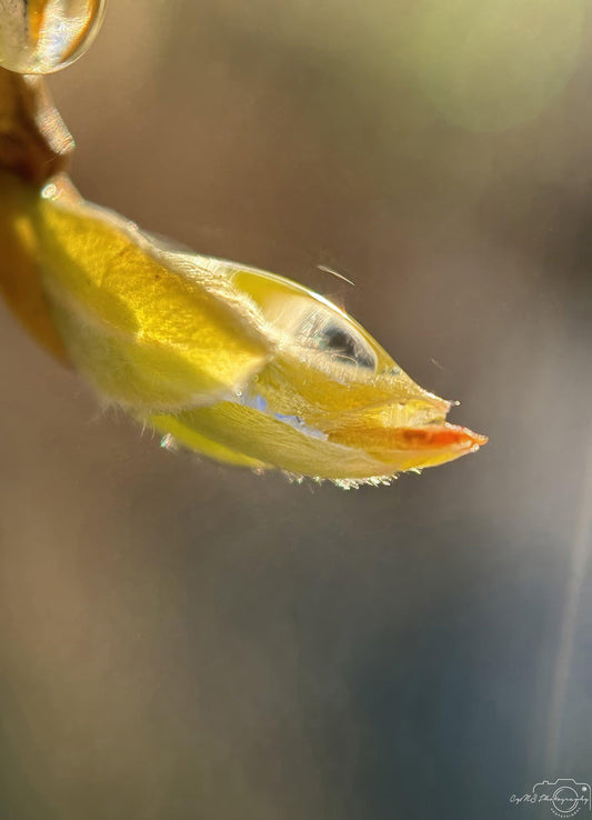 Belle goutte d'eau_V211