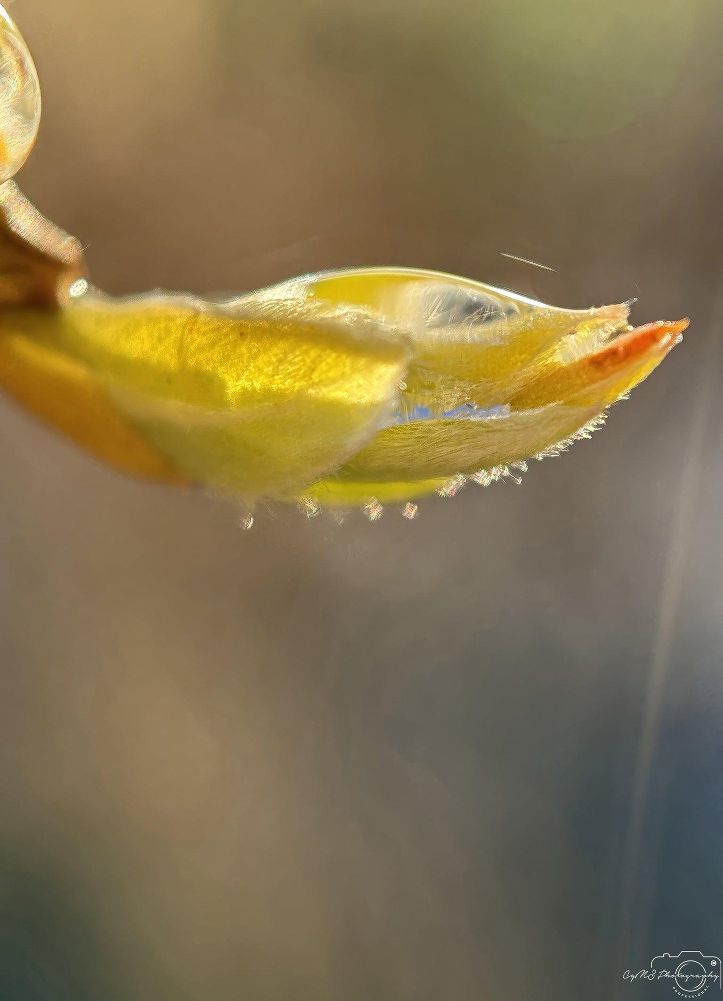 Belle goutte d'eau_V212