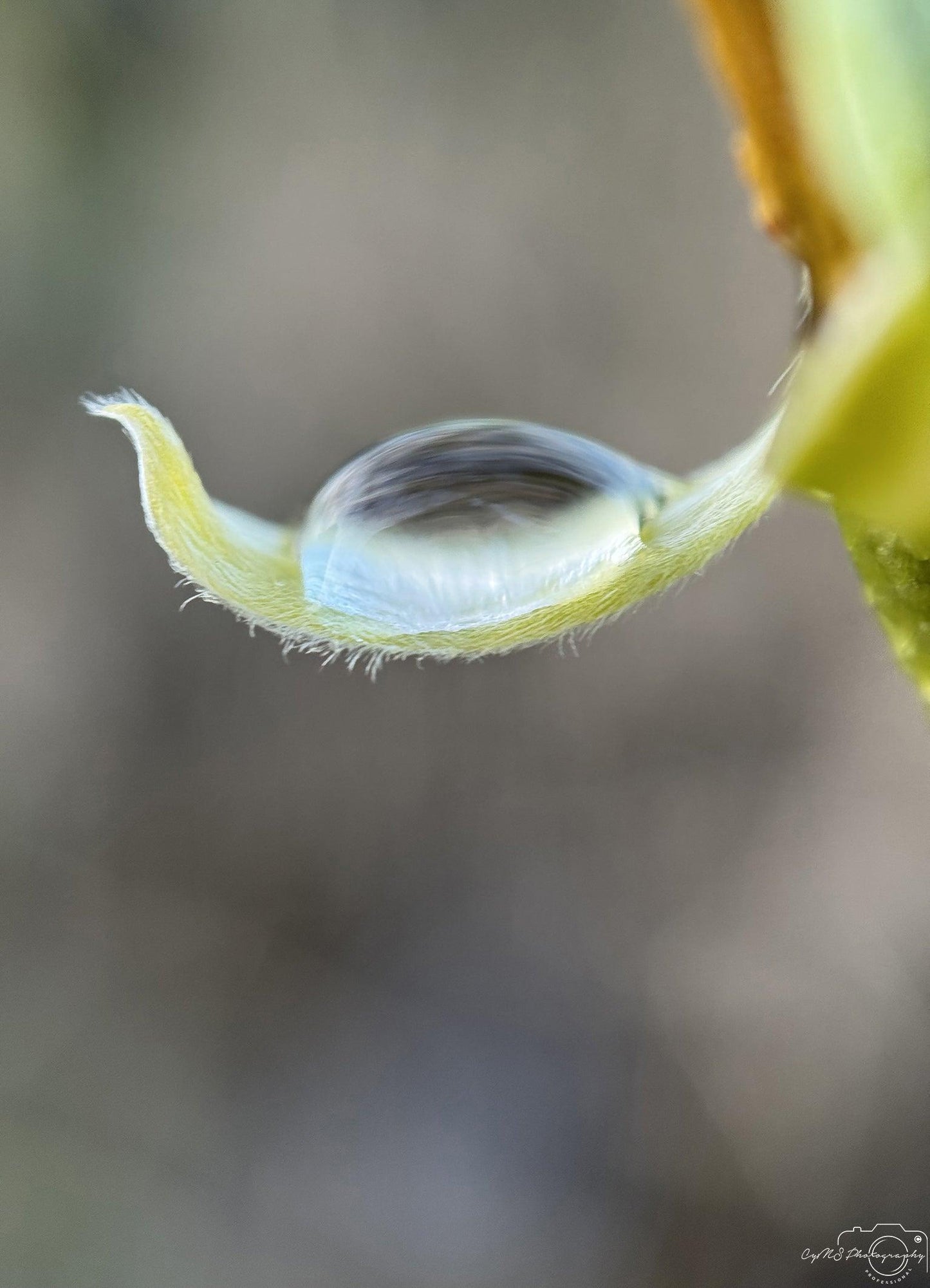 Belle goutte d'eau_V215