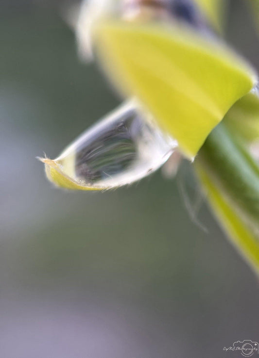 Belle goutte d'eau_V217