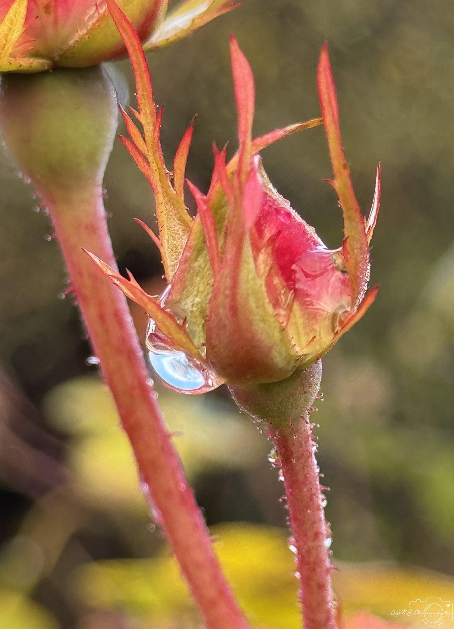 Beautiful water drop_V021 - Superbpictures