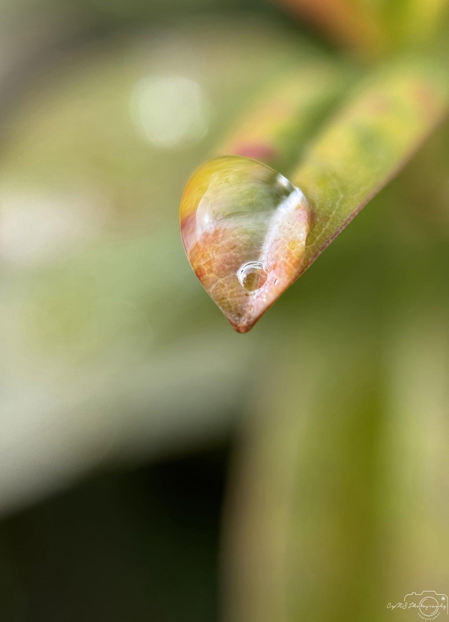 Belle goutte d'eau_V220