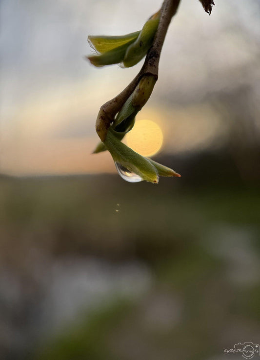 Beautiful water drop_V222