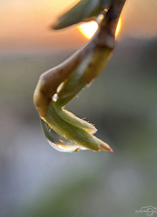 Belle goutte d'eau_V224