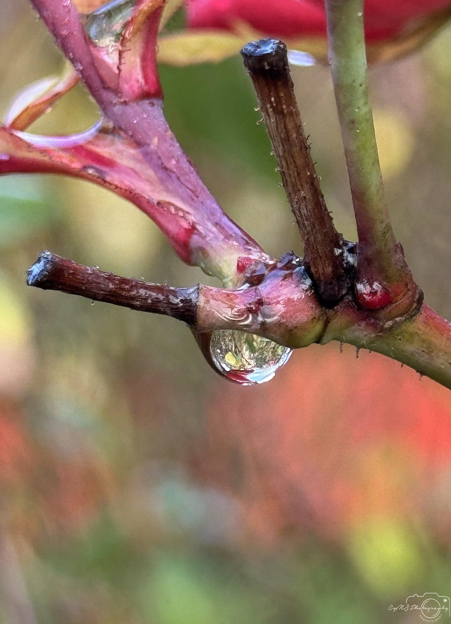 Beautiful water drop_V022 - Superbpictures